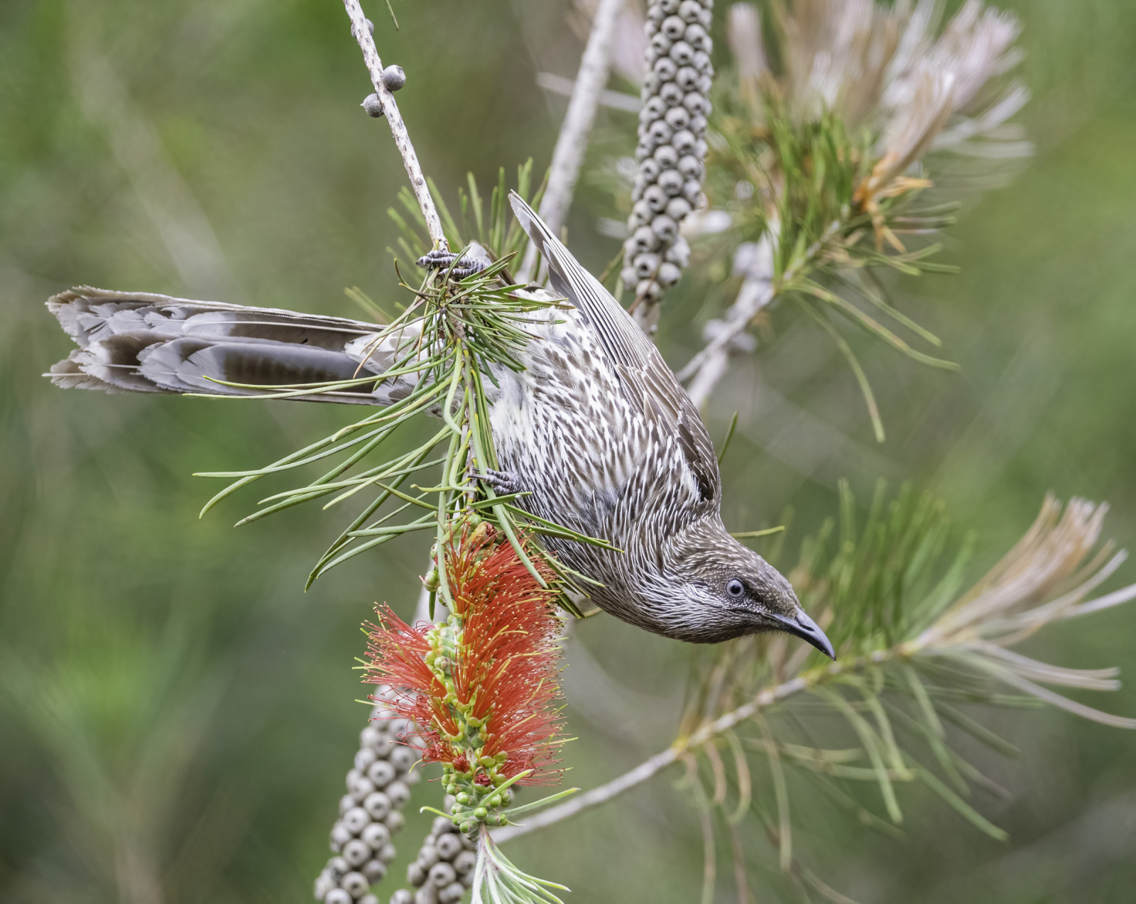 image Little Wattlebird